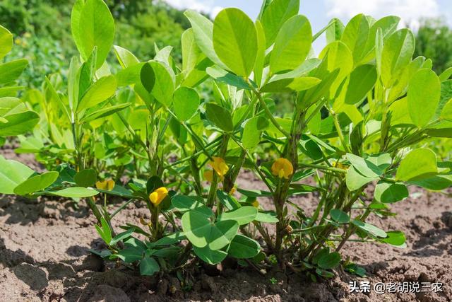 种植花生，采用十三香拌种很流行，十三香拌种有啥用？2