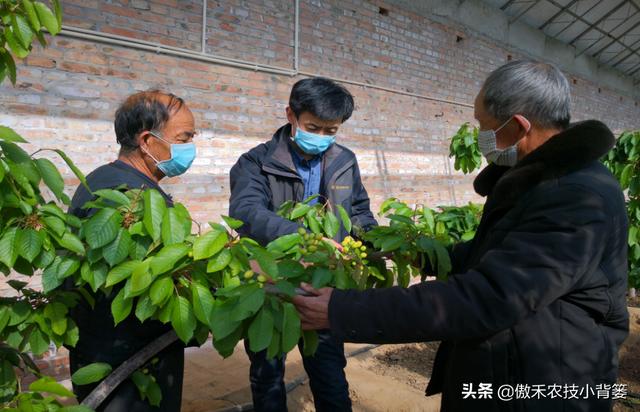 瓜果蔬菜灵活巧施钙肥，能有效提高果蔬的品质5