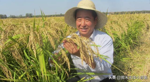 种植水稻巧补硅，前期长势好、后期产量高！水稻硅肥正确使用方法7