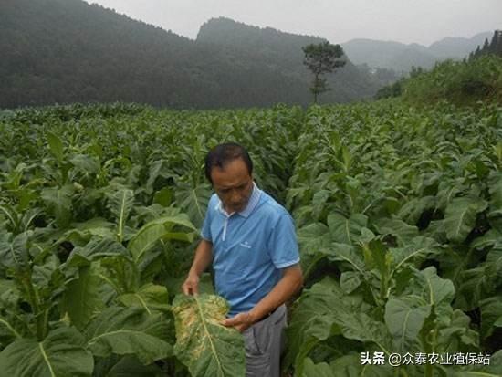 烟草田苗后除草剂大梳理（建议收藏）3