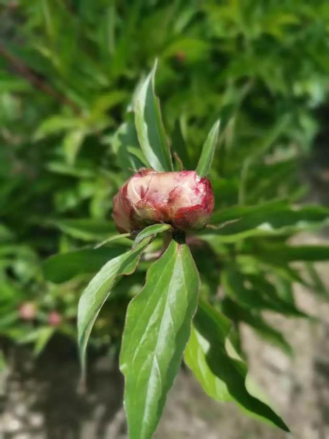 植物感染真菌病害，这三种杀菌药很适合4