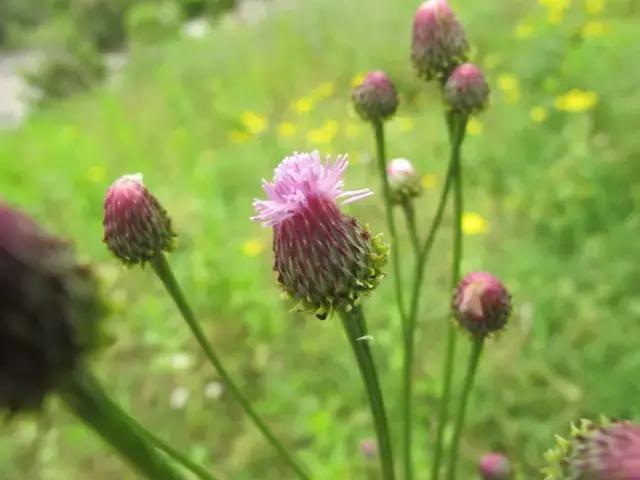 小时候常见又叫不上名的植物，湖南农村的娃一定全见过7