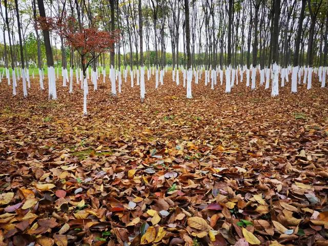 秋分来了，一粥一汤顺时养生