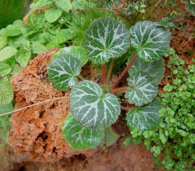 植物的奇特“十二属相”某些植物也有自己对应的“属相”5