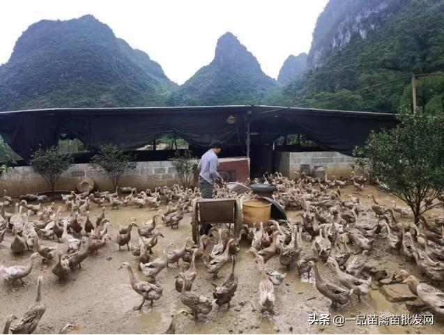 养了一批“包回收”的鸭子，我要用6年时间来“填坑”