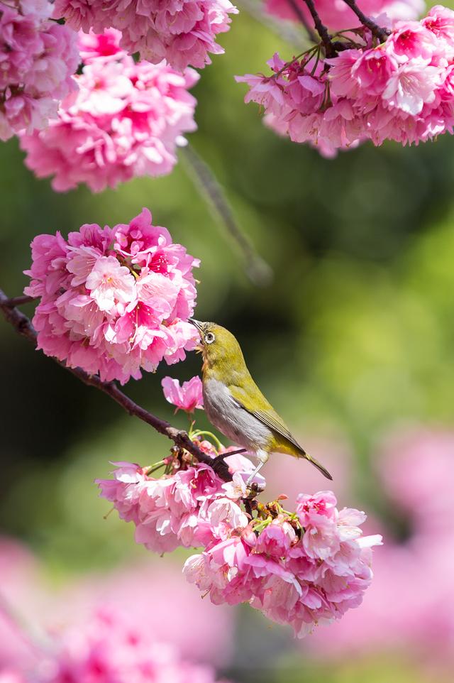 樱花图片