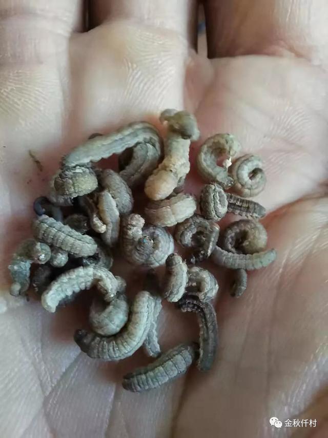 玉米咬根的"黑虫子"又来了,赶紧防治