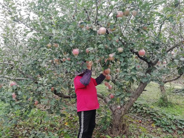 陕西礼泉苹果连年有市无价，果农纷纷挖树