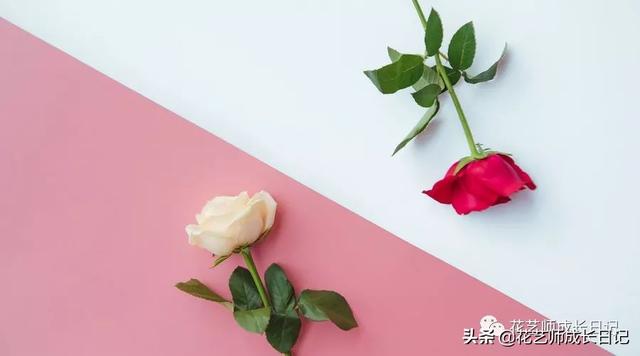 19朵红玫瑰代表什么 19朵红玫瑰代表什么（送19朵红玫瑰代表什么） 生活