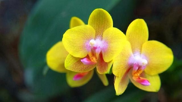 什么叫白眼狼（白眼狼的人有哪些特征）