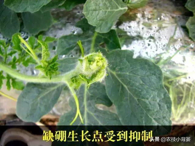 甜瓜缺硼危害大！这些甜瓜缺硼的原因和防治方法，你都知道吗？2