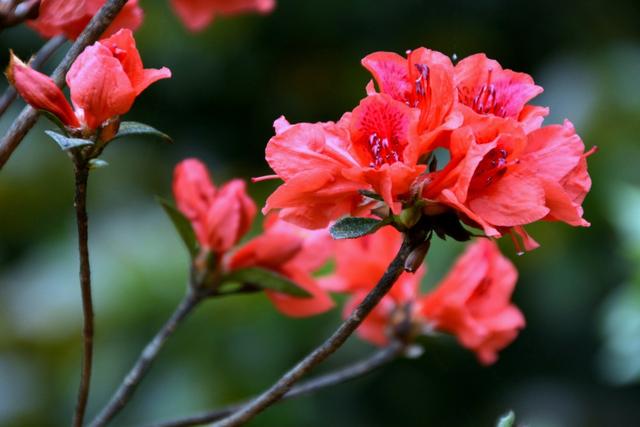 杜鹃花掉叶子 杜鹃花掉叶子（杜鹃花掉叶子的原因） 生活
