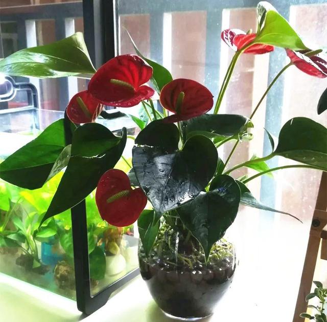 碰碰香有毒吗 碰碰香有毒吗（植物碰碰香有毒吗） 生活