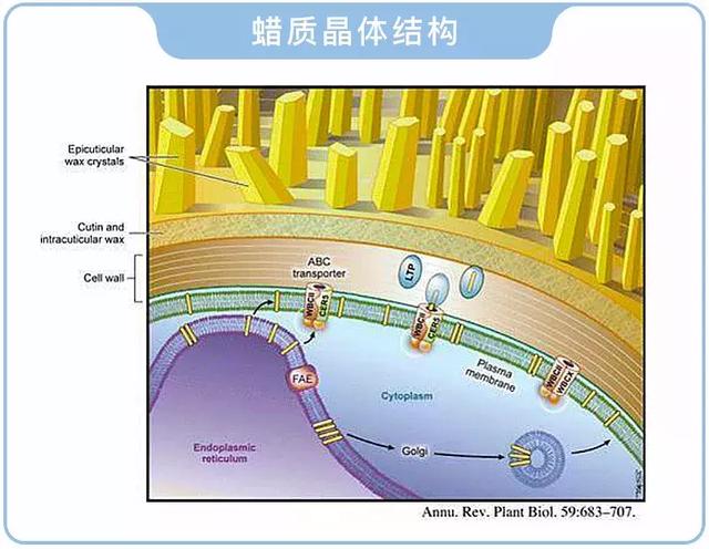 葡萄表面的白霜是糖还是农药，怎么洗不掉？10