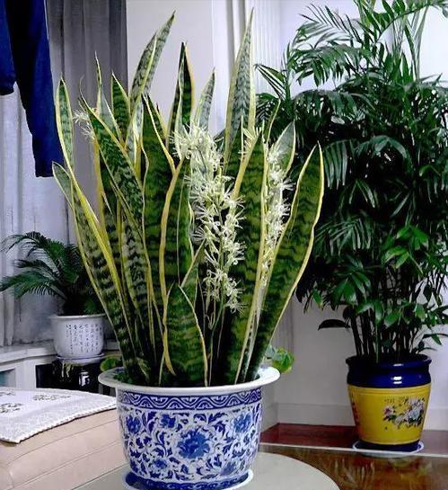 家中养什么花好