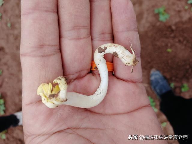 种了半辈子花生，不知道花生的根茎这样提供营养的3