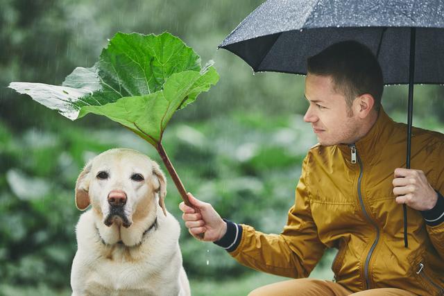 拉布拉多猎犬