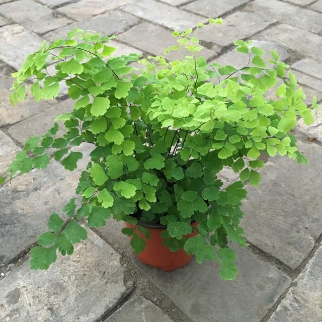 观叶植物 观叶植物（十种室内最好养的植物盆栽） 生活