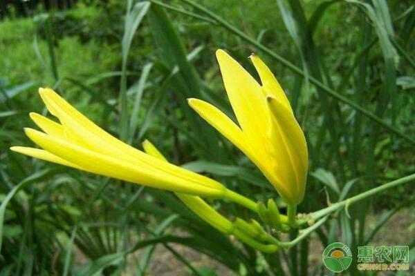 黄花菜品种有哪些？黄花菜栽培技术及病虫害防治要点3