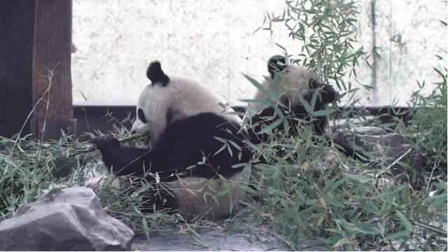 小动物怎样过冬