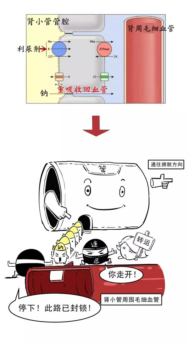 消肿利尿