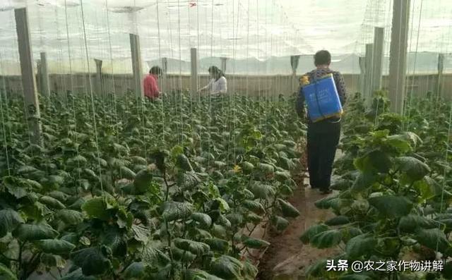 19种常见保护性杀菌剂怎么用？这次全讲清楚了