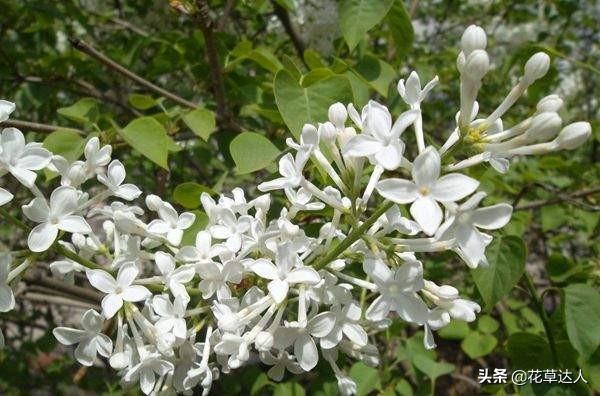 丁香花是什么颜色