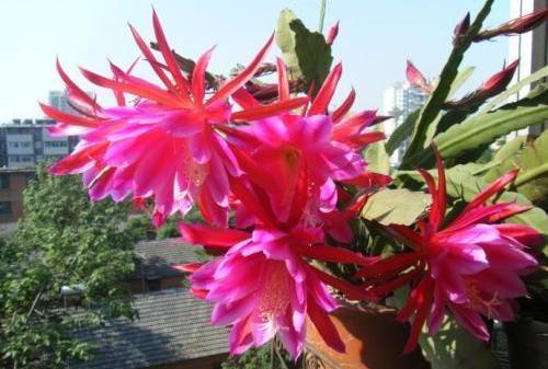 昙花的养殖方法 昙花的养殖方法（昙花的养殖方法和注意事项昙花怎么养殖） 生活