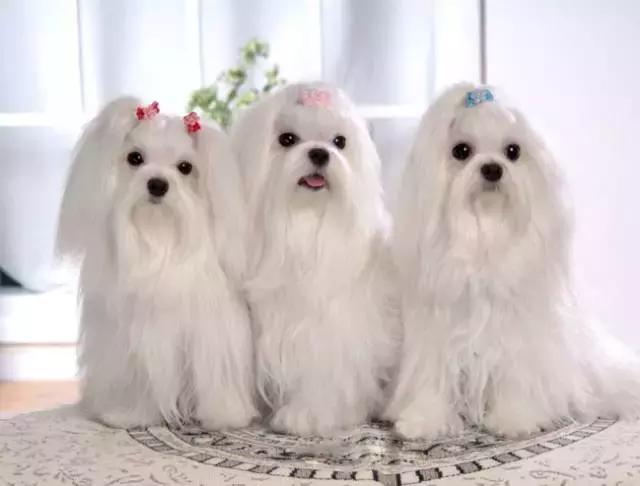 古牧的价格