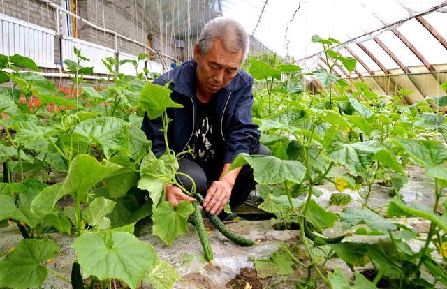 黄瓜防治霜霉病有妙招，这种方法你可以试一下2