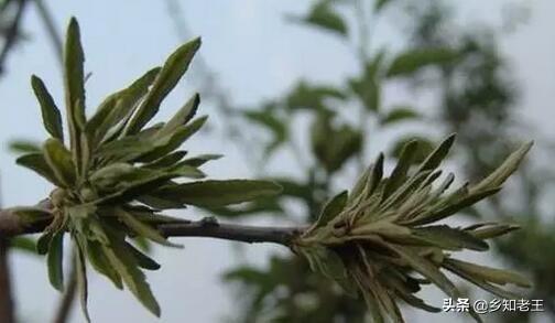 植物缺锌生长受阻，正确识别缺锌症状合理应对4