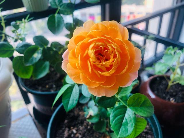 花卉名称