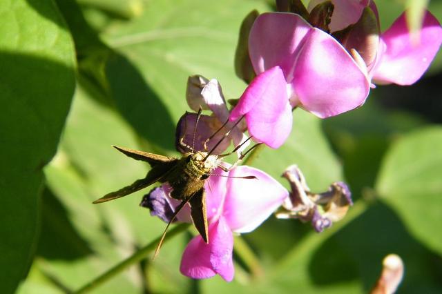 立秋后多吃它，一斤相当于15个鸡蛋15杯牛奶，给老人补蛋白质