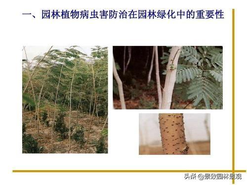 园林植物常见病虫害汇总（收藏篇），或许对你有用！持续更新3