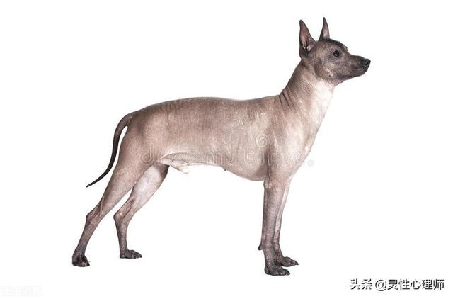 女不养狗的原因
