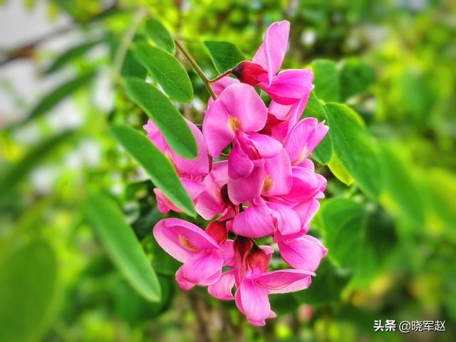 红花槐 红花槐（红花槐树图片） 生活