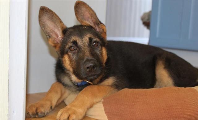 德国牧羊犬吃什么(德国牧羊犬吃什么食物最好) 资讯 第2张