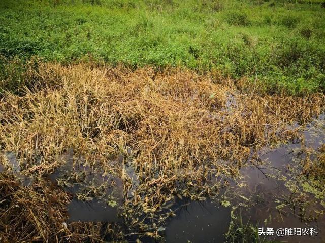 这个除草剂，除草更强，一天中毒，3天枯黄，5天彻底除根5