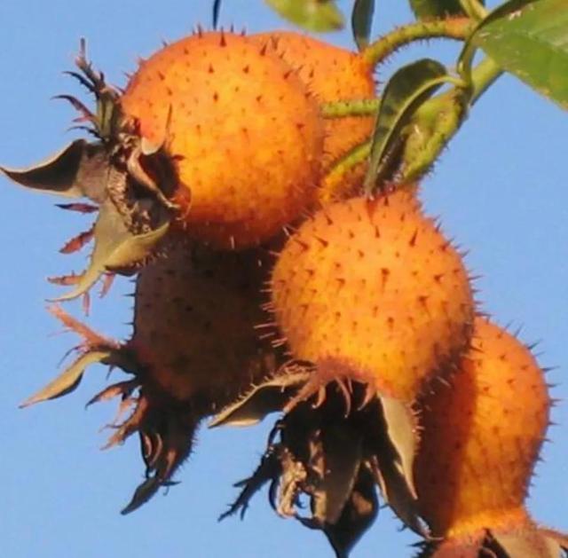 贵州有的野果二你吃过几种那种味道让你流连忘返