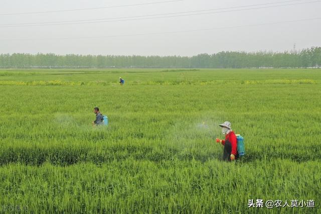 现在水稻需要喷农药了，注意农药的真假和渠道的保证