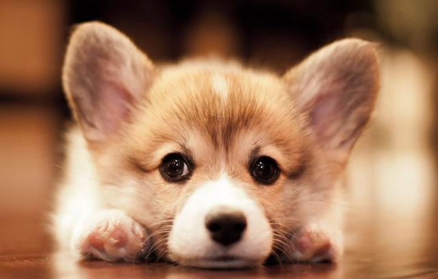 狗狗耳朵变黄的原因有哪些(狗耳朵为什么发黄)-艾拉养犬