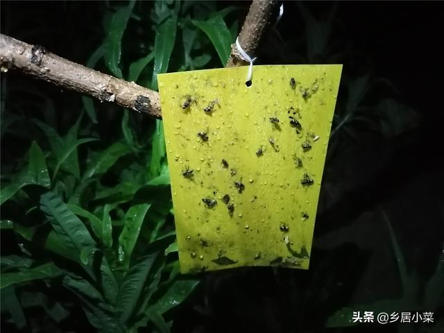 春季多雨，茂盛莴笋现低温高湿型病害？叶子异常斑点，早摘叶拔株5