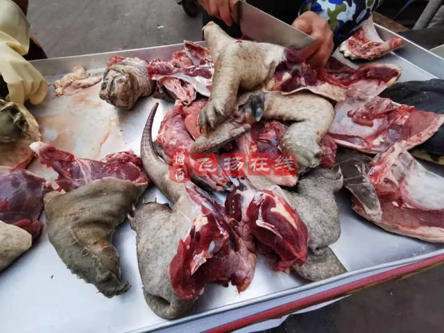贵阳鳄龟交易市场（博白南城市场出现鳄龟肉）(1)