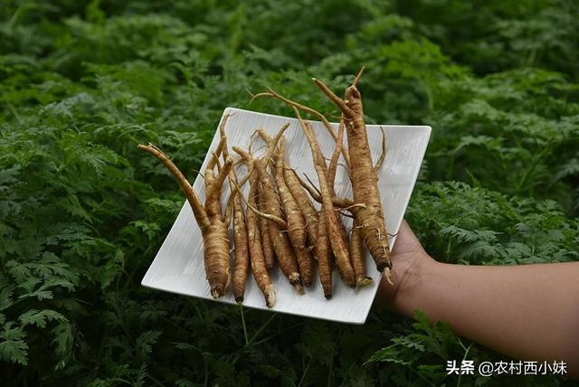 种植当归是烂根应该如何防治？