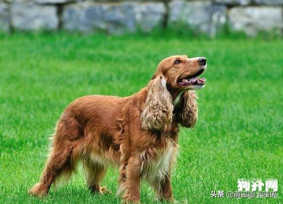 美卡犬 美卡犬（美卡犬是属于大型犬还是小型犬） 动物