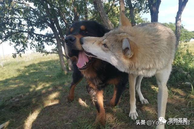藏獒跟真正的野狼打架图片