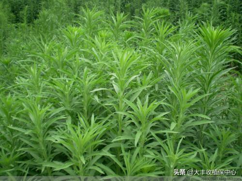 除草剂杀草实测：杂草30分钟枯萎，3天死亡！防效近100%6