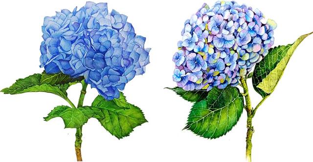 儿童画教程|马克笔观察写生画--教你画一朵超漂亮的绣球花_农业技术网