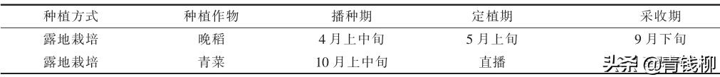 宁波市鄞州区水稻产区冬闲田青菜轻简化栽培模式1