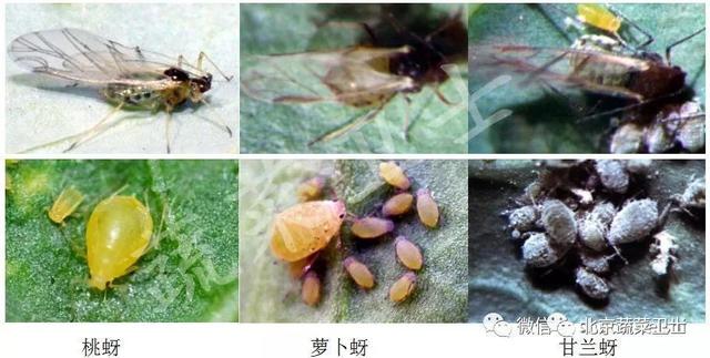 ​番茄抗性小虫危害频发，粉虱、蓟马、红蜘蛛综合防治秘籍7